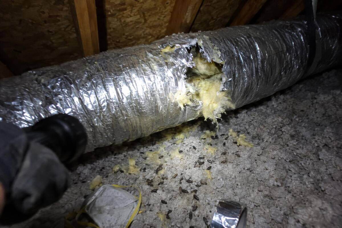 A flashlight on a flex duct in an attic with a gnawed hole in the jacket and droppings on the insulation below