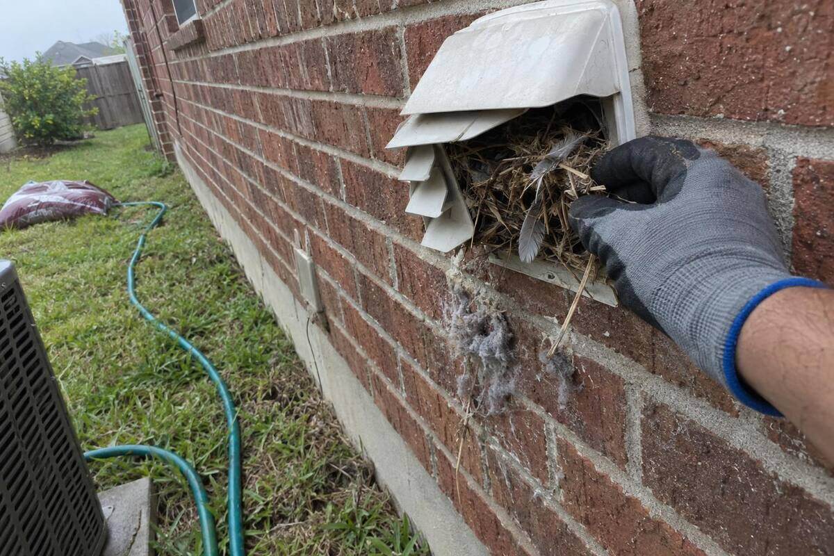 A gloved hand pulling twigs and grass from a dryer vent hood on a brick wall